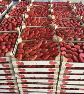 WhatsApp Image 2026-04-01 at 17.10.08